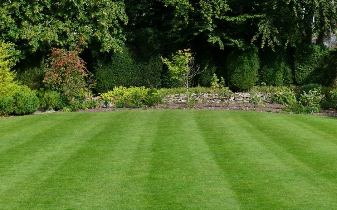 How To Improve the Density of Your Grass In Your Yard