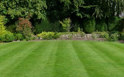 How To Improve the Density of Your Grass In Your Yard