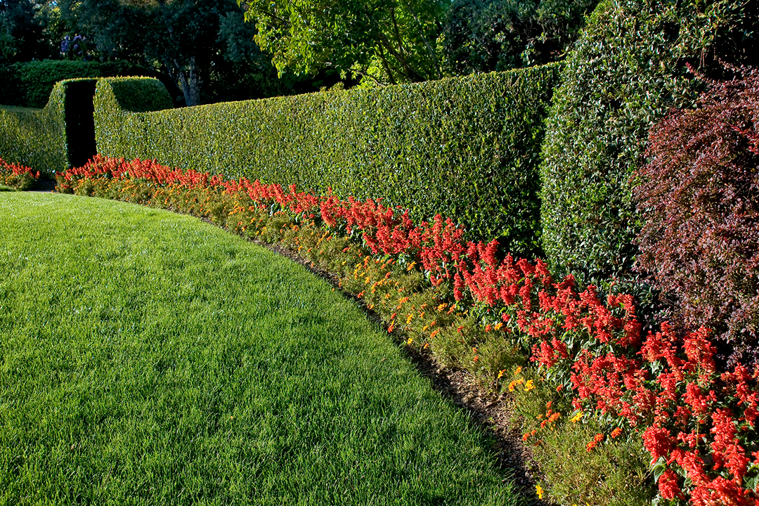 A beautifully trimmed hedge and flower bed
